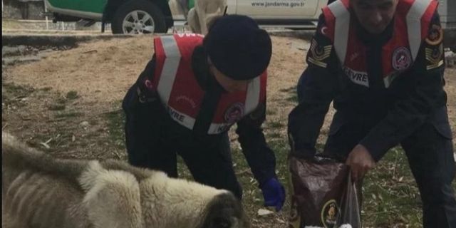 Niğde'de Jandarma sokak hayvanlarını besledi
