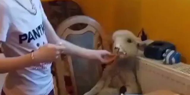 Kuzusunu yemek masasında besleyen kızın videosu viral oldu