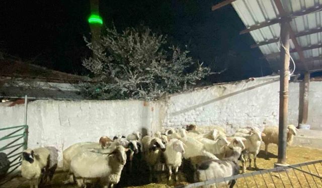 Konya Çumra’da koyun hırsızlığı şüphelisi yakalandı