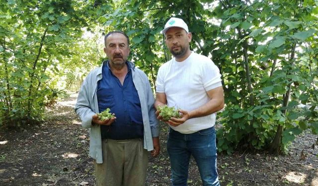 Fındık bahçelerinde kahverengi kokarca artışı