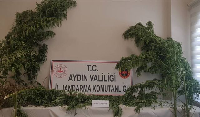 Aydın’da 44 kök kenevir ele geçirildi