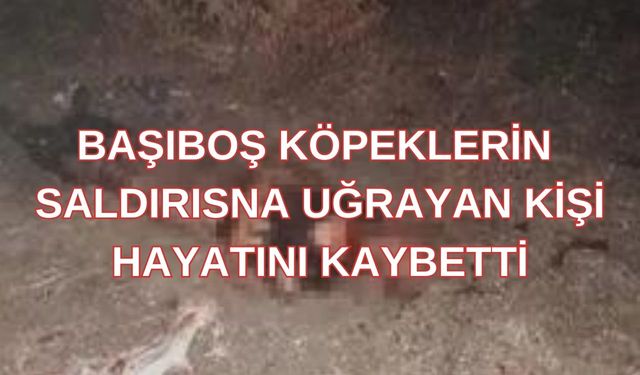 Başıboş köpeklerin saldırısına uğrayan kişi hayatını kaybetti