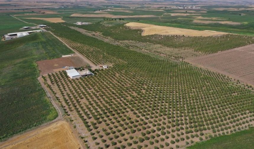 Diyarbakır'lı Mehmet Sait Tıp Fakültesini Bıraktı Bu İşe Girdi! Geliri 4 Kat Arttı