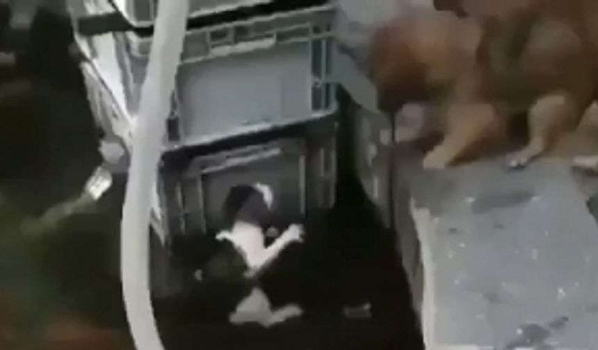 Havuza düşen kediciği tırmalamasına rağmen kurtaran köpek