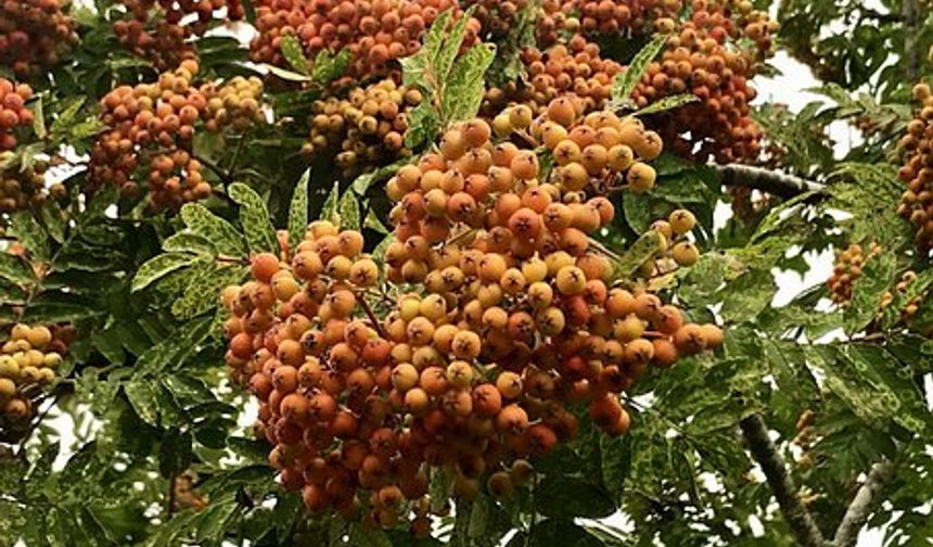 iğde, kemik kırıklarını ve çatlakları tedavi etmek için eşsiz bir ilaçtır. İğde çekirdeğinin tozu, kıkırdak üretir ve süt ile karışımı ise eklemleri tamir eder ve sırt ağrısını giderir. Bilim insanlarının yaptığı birçok araştırmaya göre; iğde çekirdeğinin tozu ile iltihaplı romatizma, eklem ağrıları ve kemik erimesi için tedaviler yapılabilmektedir.