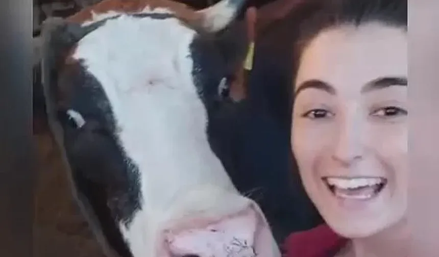 İneğine "Meltem gel selfie çekilelim" deyince ortaya bu güzel video çıktı