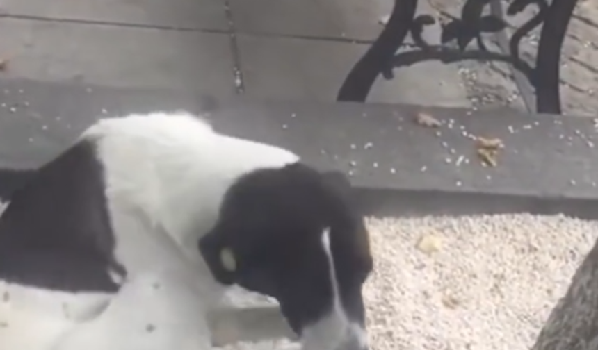 Üç yıl önce kaybettiği köpeğini sokakta buldu!