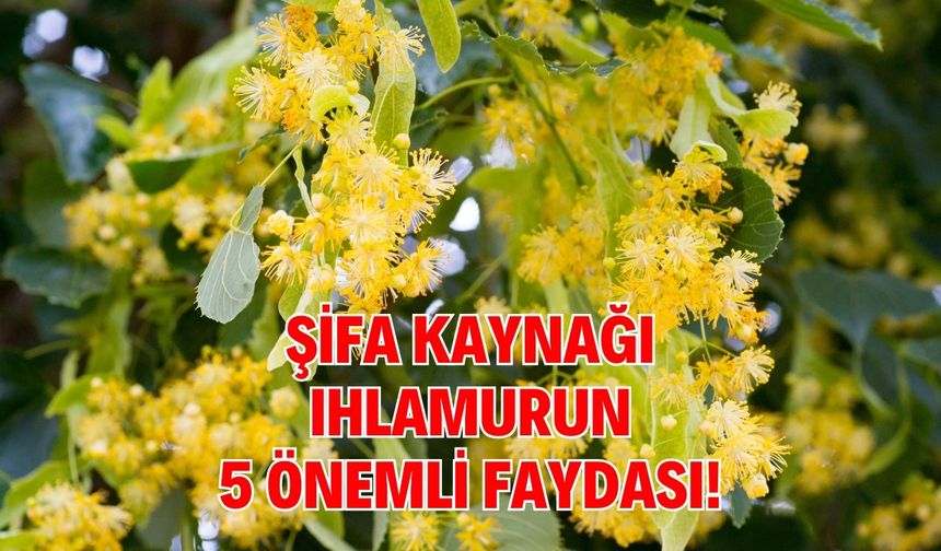 Şifa Kaynağı Ihlamurun 5 Önemli Faydası