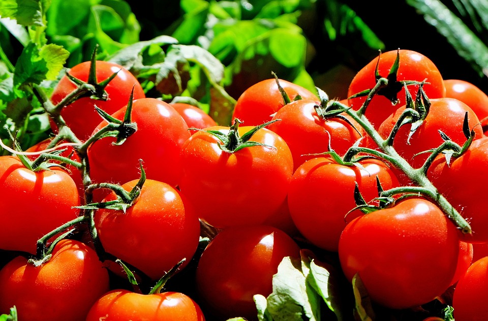 Domatesin içinde yapısında bulunan likopen domatese kırmızı rengini verir Likopen çok kuvvetli bir antioksidandır
Antioksidanlar kanser ve tümörlerin oluşumunu ve çoğalmasını engeller 